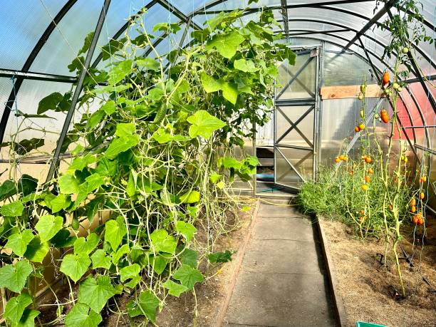 istock Growing cucumbers in a greenhouse. 1763625324