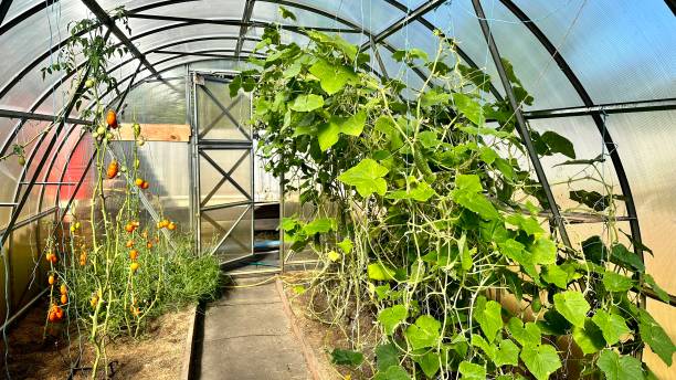 istock Home greenhouse view from the inside. 1763636853