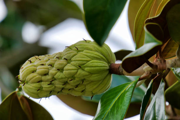 istock Magnolia Grandiflora 1763650296