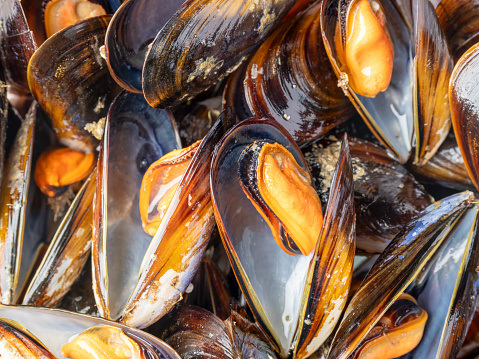 Mussels from Atlantic ocean aquaculture Galicia Spain