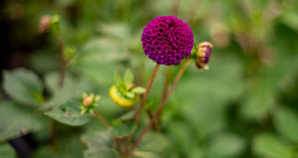 小さなダリアの全景。 - flower arrangement wildflower bouquet dahlia ストックフォトと画像