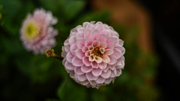 ピンクのダリアのパノラマポートレート。 - flower arrangement wildflower bouquet dahlia ストックフォトと画像