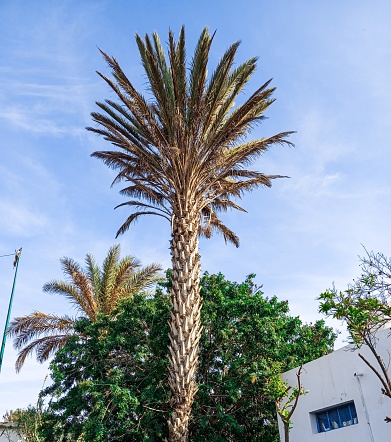 Natural palm tree with ripe dates on sunny day and blue sky. Natural sweet dates fruit.