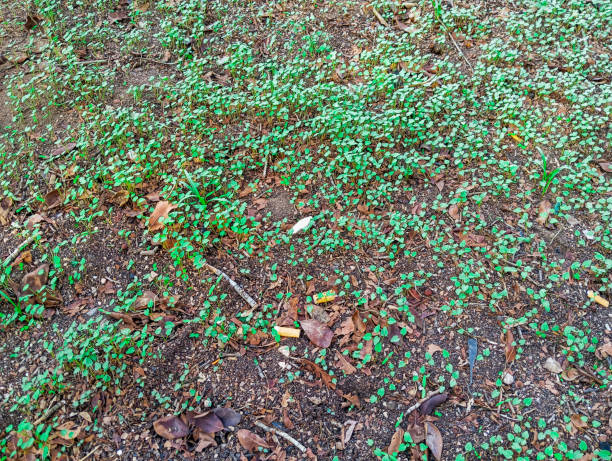 Natural green growing plants after raining.