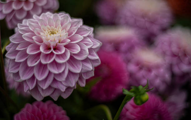 焦点のダリア。クローズアップビュー。 - flower arrangement wildflower bouquet dahlia ストックフォトと画像