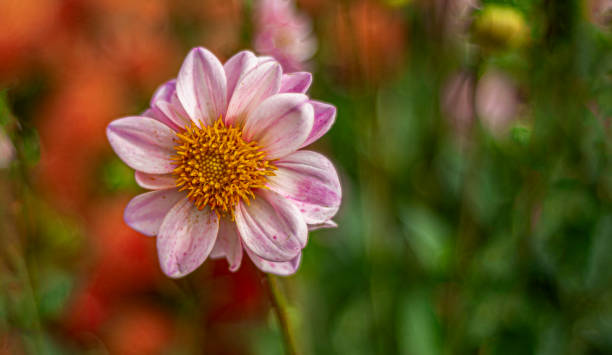 ピンクダリアの全景。 - flower arrangement wildflower bouquet dahlia ストックフォトと画像