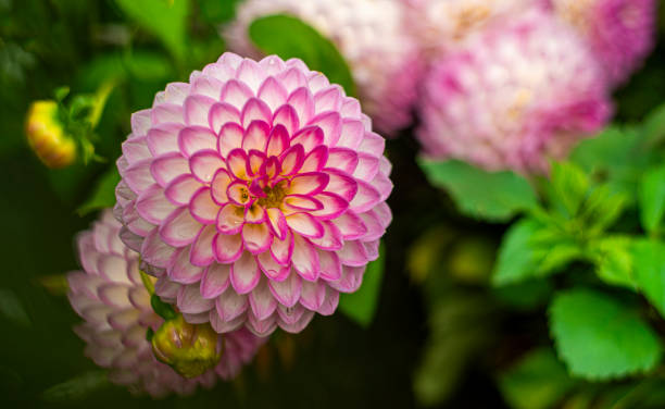 istock Beautiful head of dahlia flower. 1763663773
