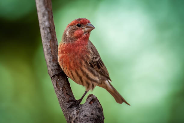 Male House Finch