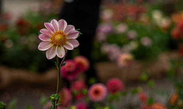 焦点の合ったシングルダリアの花。綺麗なピンク。 - flower arrangement wildflower bouquet dahlia ストックフォトと画像