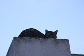 graue-katze-sitzt-auf-wei%C3%9Fer-s%C3%A