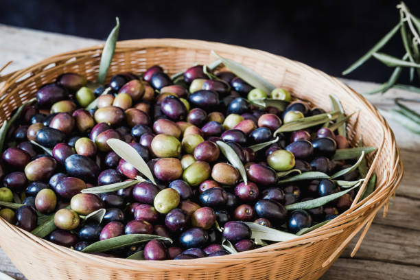 istock Fresh olive berries in basket harvest concept. 1763670850