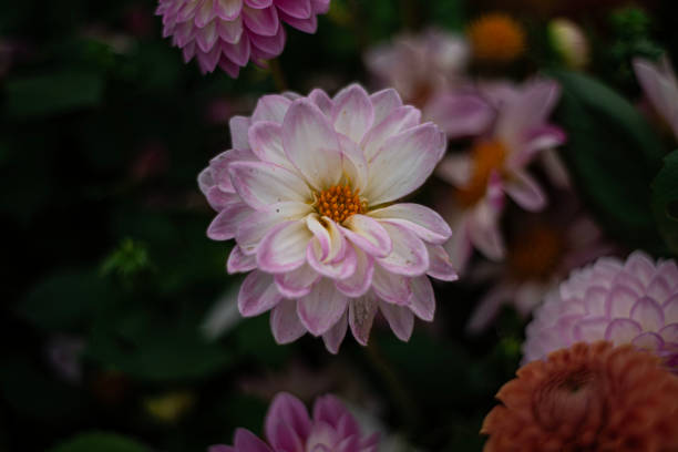 美しいダリアのマクロポートレート。 - flower arrangement wildflower bouquet dahlia ストックフォトと画像