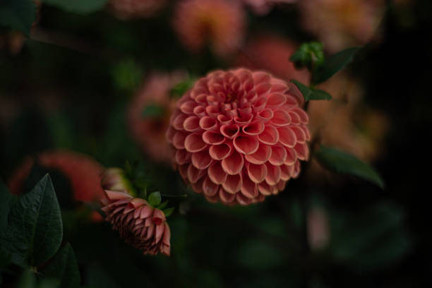 焦点の合ったダリアの花。 - flower arrangement wildflower bouquet dahlia ストックフォトと画像