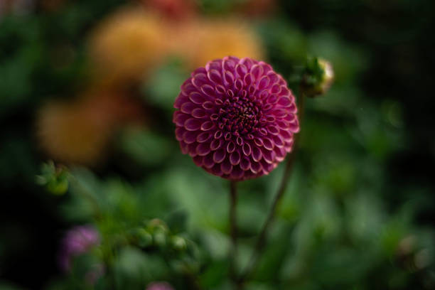 一重の紫色のダリアの花。頭をクローズアップします。 - flower arrangement wildflower bouquet dahlia ストックフォトと画像