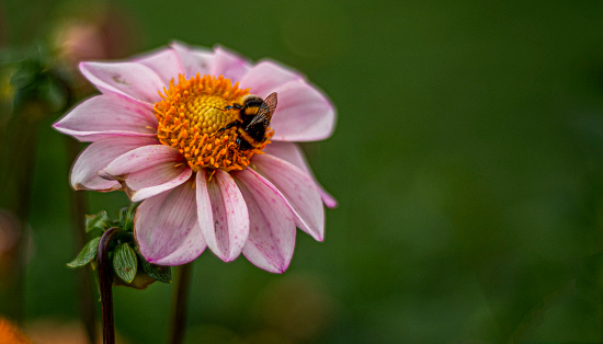 An agapostemon forages an aster from New England.