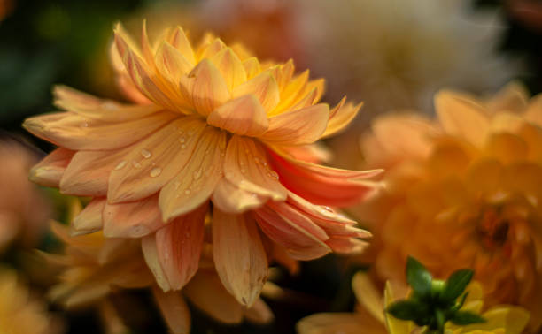 雨粒。ダリアの美しい景色。 - flower arrangement wildflower bouquet dahlia ストックフォトと画像