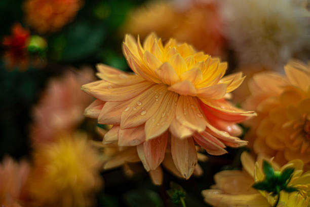 ダリアの花びらに降り注ぐ雨粒。 - flower arrangement wildflower bouquet dahlia ストックフォトと画像