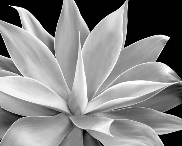 istock Part of an  agave isolated on black background, monochrome 1763683936