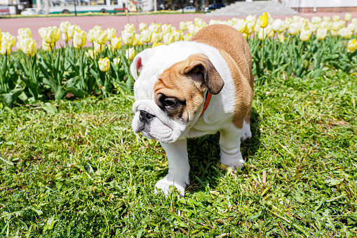 Cute puppy. An English bulldog in a public park. Animal themes.