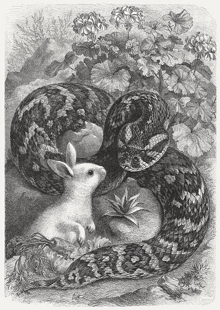 Puff adder and rabbit, wood engraving, published in 1883 The snake (puff adder) with the prey. Woodcut engraving after a drawing by Emil Schmidt (German painter, 19th century), published in 1883. puff adder bitis arietans stock illustrations