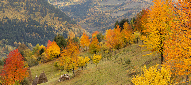 Beautiful autumn colours, Transilvania, Romania