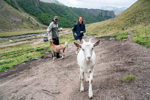 People feeding a white goat in the mountains