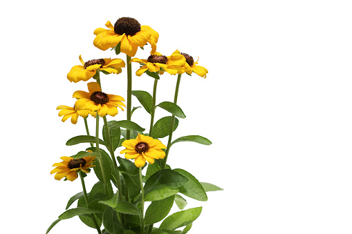 Bouquet of Rudbeckia isolated on a white background.