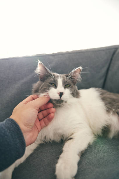 istock man loves pet gray cat 1763728396