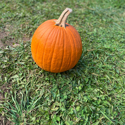 Single pumpkin in grass area