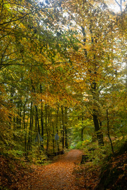 istock The Danish forest Moesgaard in Autumn light with Autumn colours 1763744362