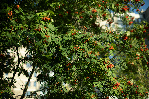 Rowan bush. Red berries. Rowan in the park. Tree in summer.