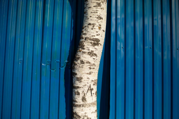 Birch grows over the fence. Plant Breaks Steel. Birch on a blue background.