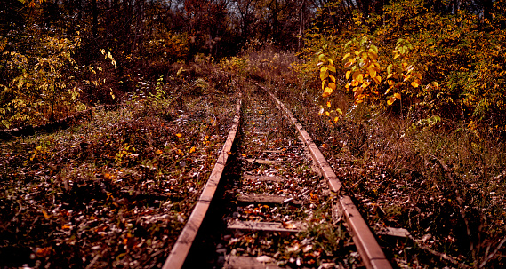 old railway goes through the forest