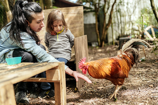 mom teaching her son to feed chicken