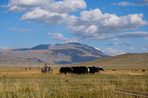 A Kazakh nomadic herder, on a motorbike, guiding his yaks along in front of him in the Altai Mountain landscape. The yaks go out to graze during the day and are then brought back to the herders ger camp for the night.