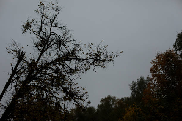 Forest in front of Goroza. Grey weather. It's going to rain soon. Silhouette of tree against gray sky.