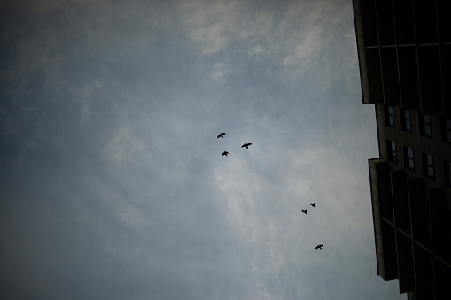 Crows fly in dark sky. Birds circling over city. Flock of birds in evening. Flight details.