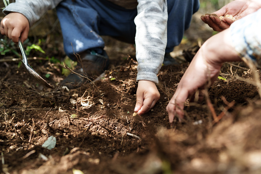 closeup of child and mother hands planting seeds in garden