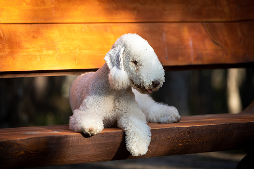 Young Bedlington Terrier lies on a bench on a summer sunny day