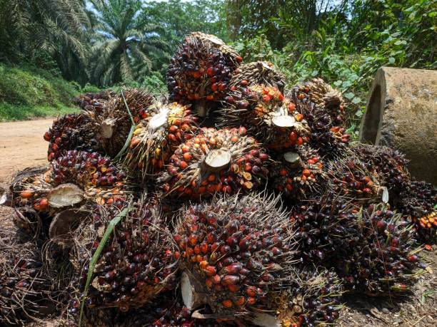 istock Oil palm fruits after harvest 1763778355