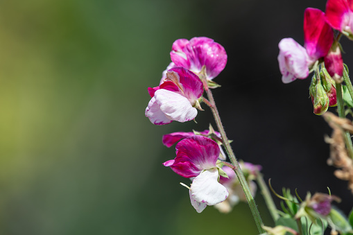 Close up of pink and white sweet pea (lathyrus odoratus) flowers in bloom