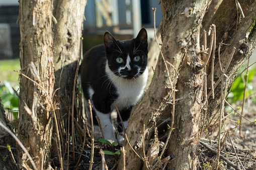 Cat sitting on tree. Pet on street. Black and white color in animal. Cute animal.