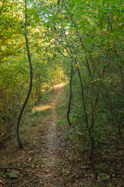 istock Autumn path in the forest in the mountains 1763793530