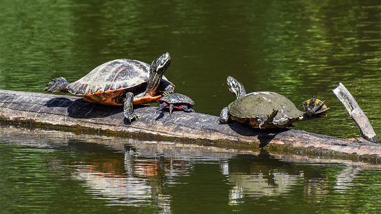 A family of three midland painted turtles (Chrysemys picta) basking on top of fallen log in lagoon.