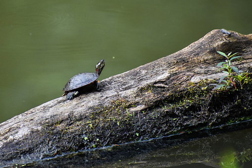 Hatchling Midland Painted Turtle (Chrysemys picta) basking on fallen log in lagoon.