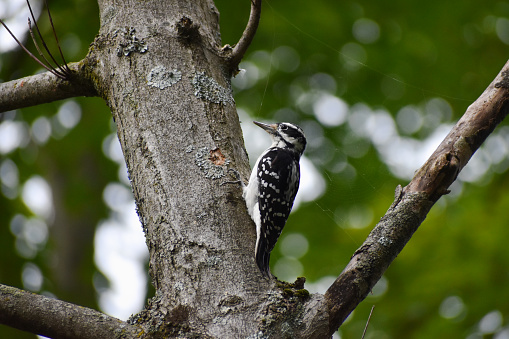 Hairy woodpecker (Leuconotopicus villosus) pecking holes into a tree.
