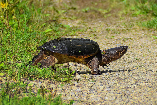 Common snapping turtle crossing the trail.