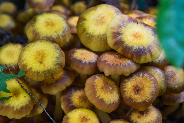 Close up shot of yellow mushrooms