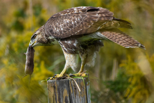 istock Red-tailed Hawk (Buteo jamaicensis) Perched on Trail Post Holding a Mouse in its Beak 1763816394