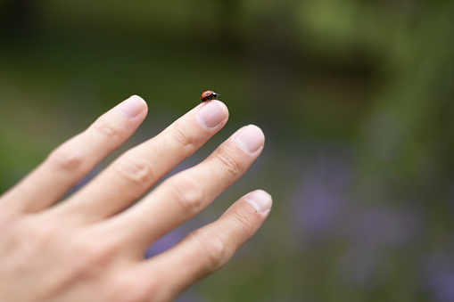 woman's hand with a ladybug perched on it.concept nature